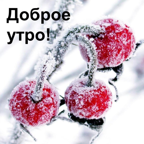 вишня зимой