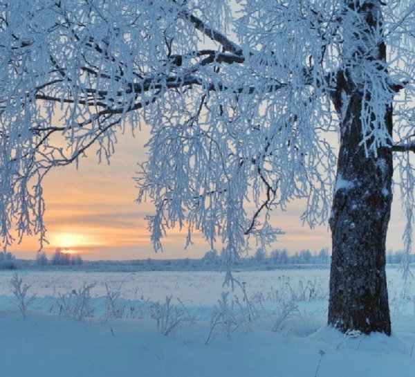 береза зимой