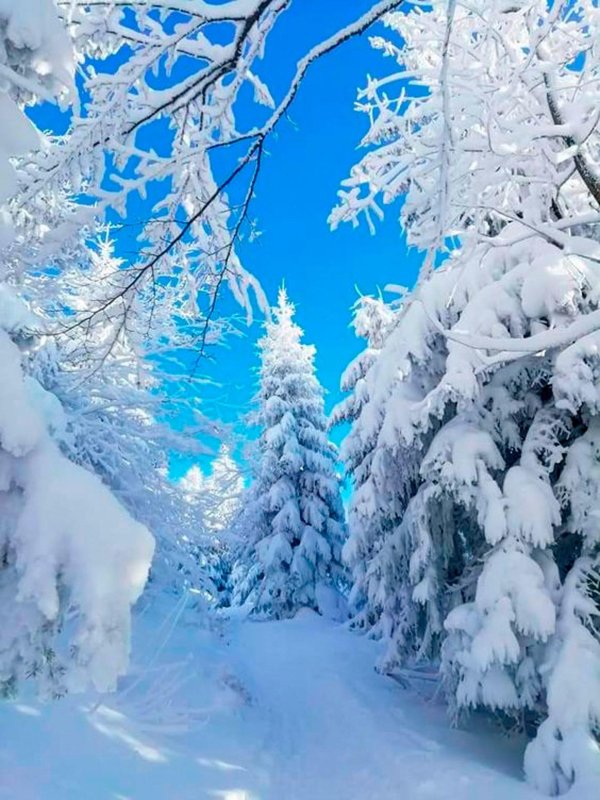 чудеса зимней природы