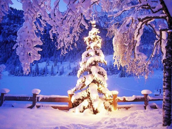 новогодний лес