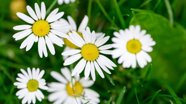 ромашка обыкновенная