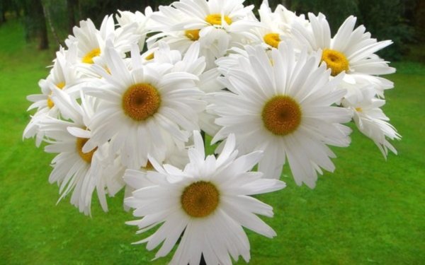 букет ромашек