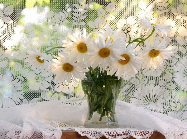 утренние цветы