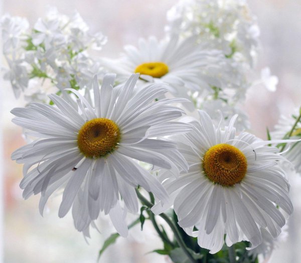 мерцающие ромашки