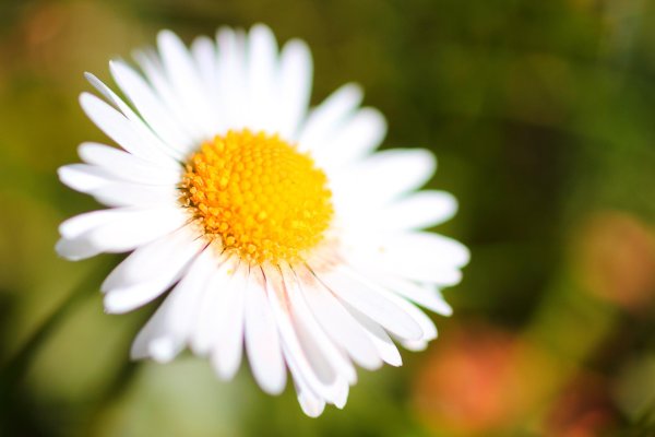 лепестки ромашек