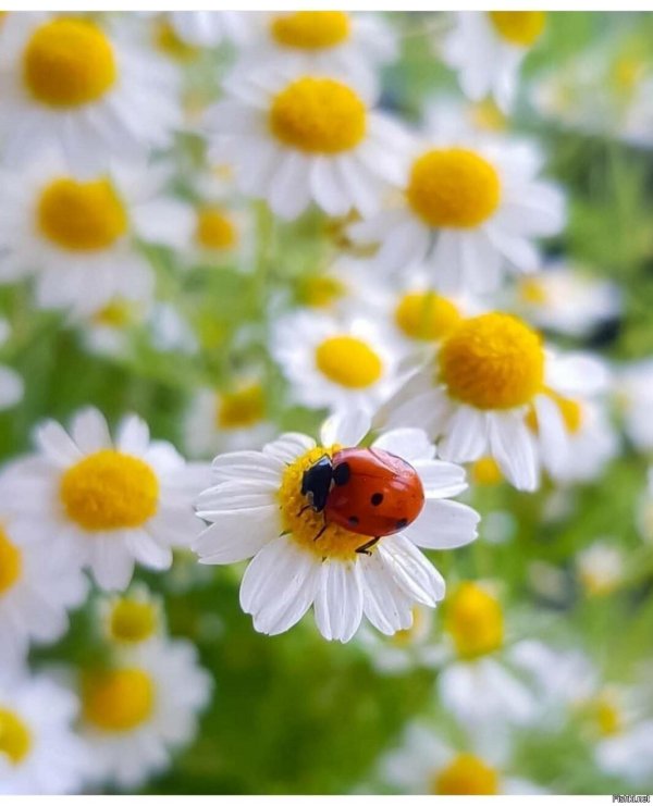 ромашковое лето