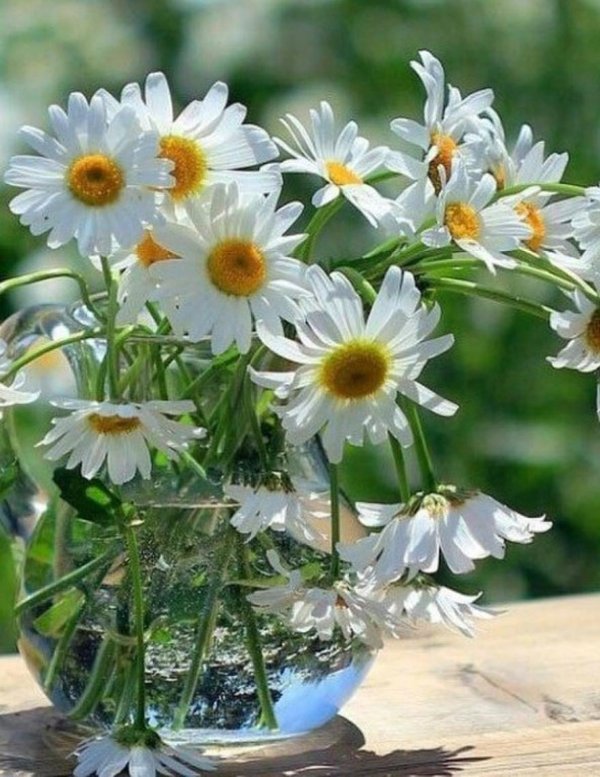 с ромашками