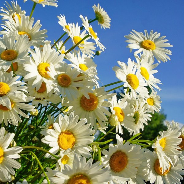 фотообои ромашки