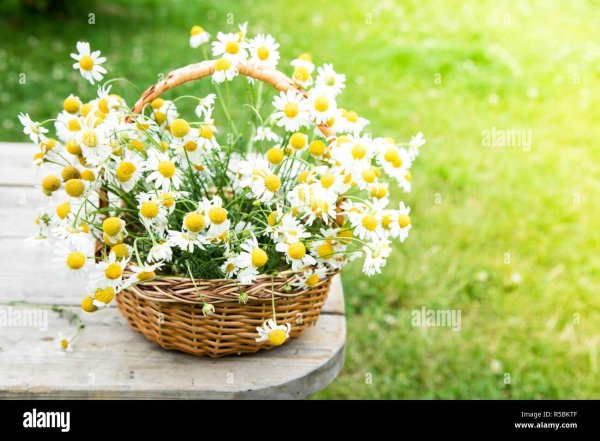 ромашки в корзине