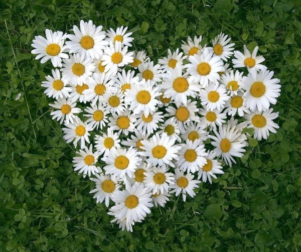 день семьи любви и верности 8 июля