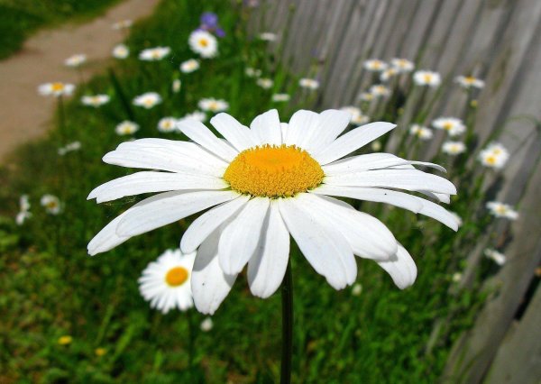 дикая астра ромашковая