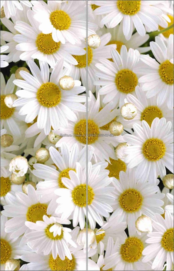 белые цветки