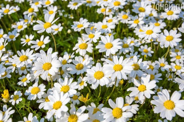 поле ромашек