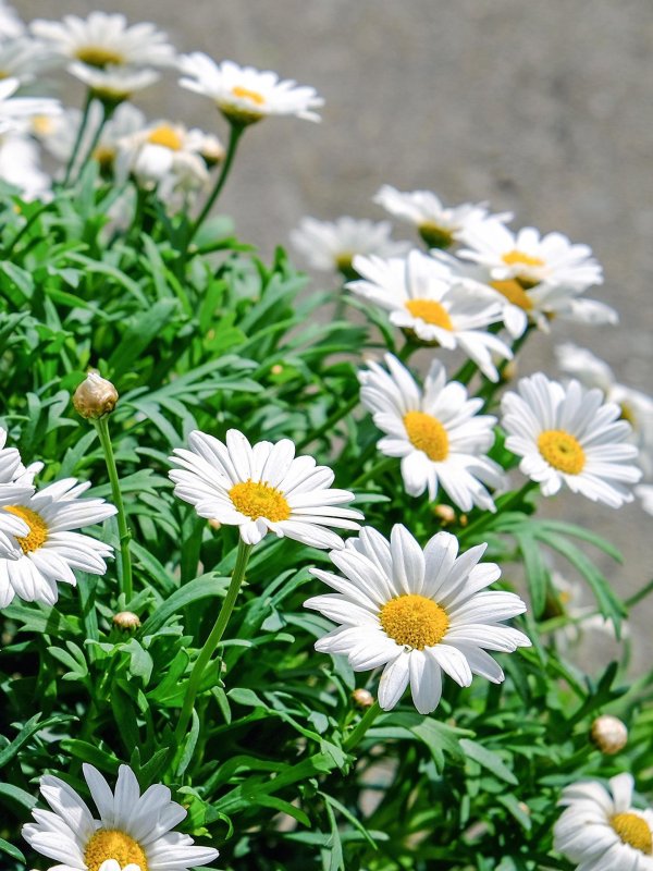 садовая ромашка