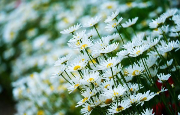 ромашки обои