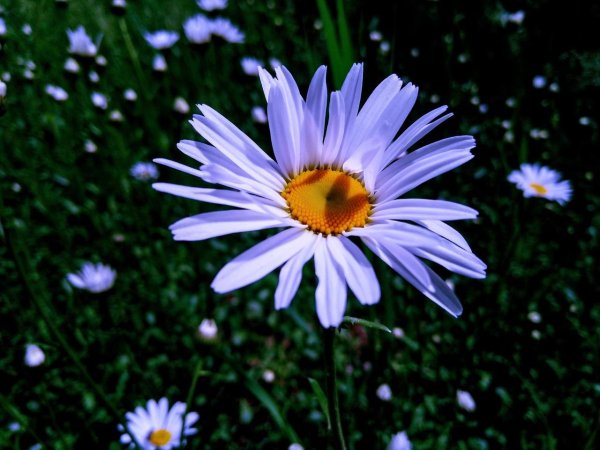 растения луга ромашка