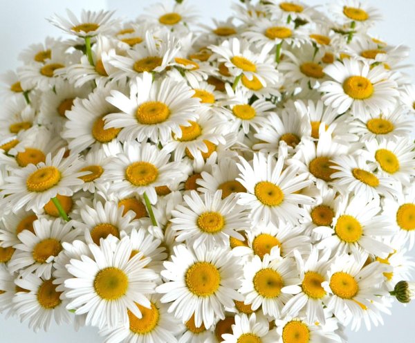 с ромашками