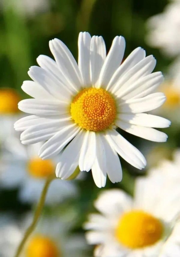 красивые цветы ромашки