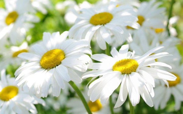 ромашковое поле