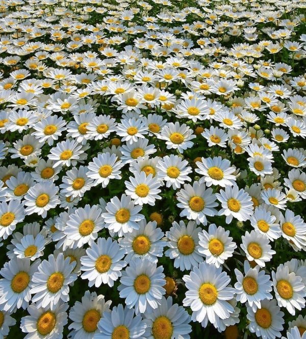 мойчечак гули