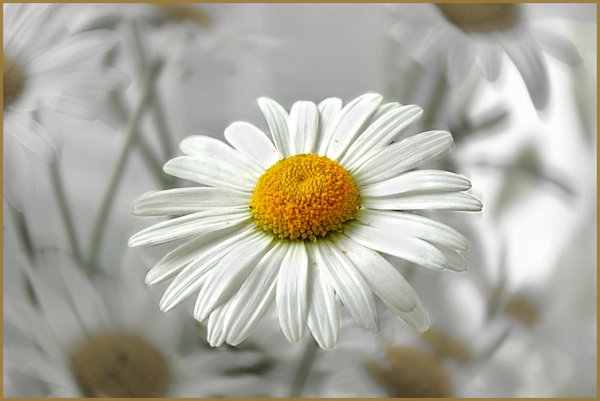 ромашка поповник маргаритка