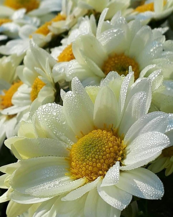 шикарные ромашки