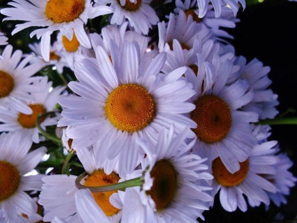 шикарный букет ромашек