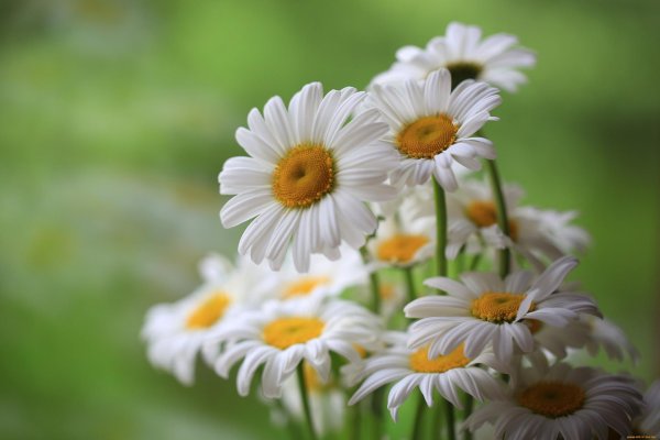 большие ромашки