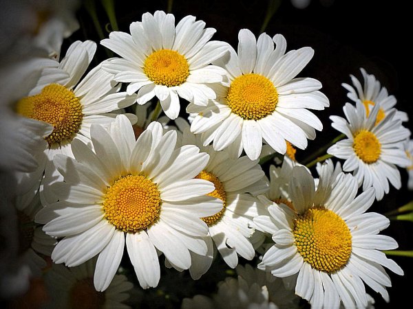 большие ромашки