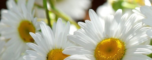 шикарные ромашки