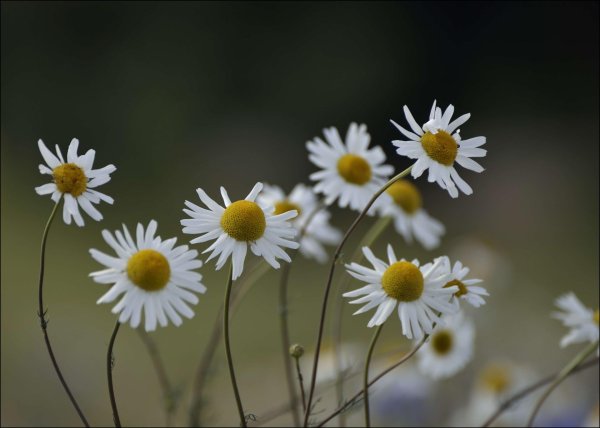matricaria chamomilla