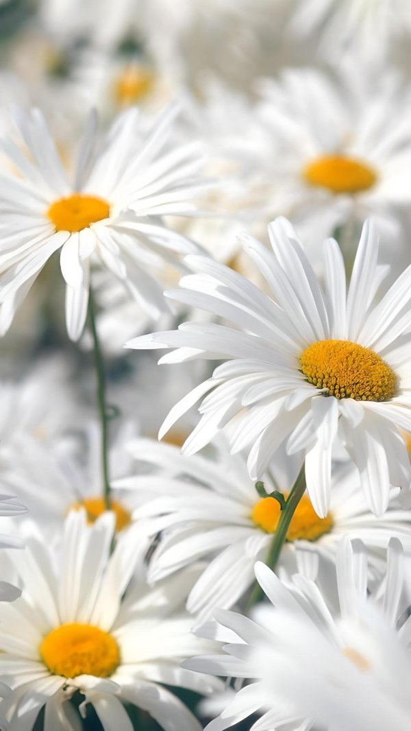 с ромашками