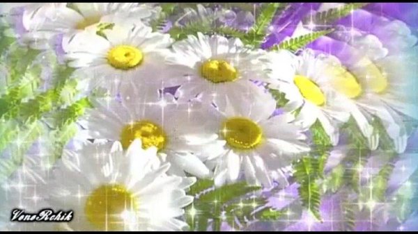 цветки ромашки