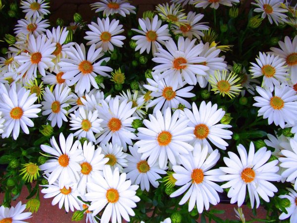 маргаритка хризантемовидная