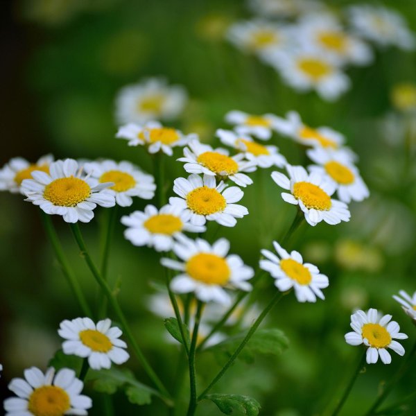 ромашка пиретрум