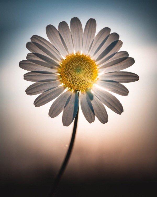 крупная ромашка