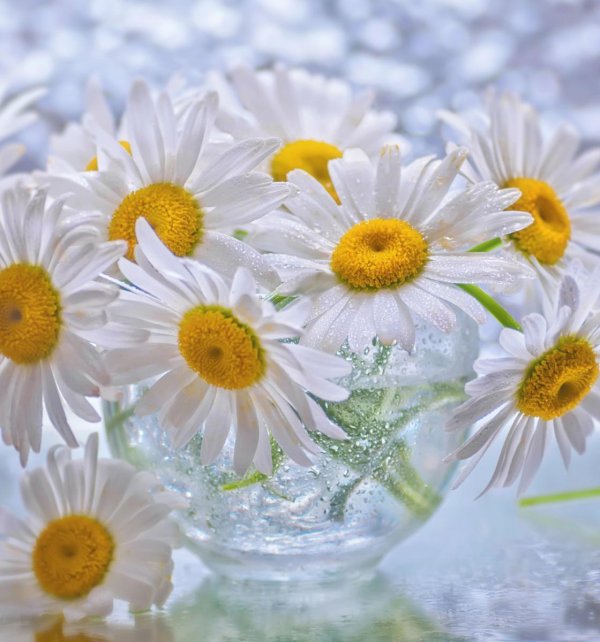 ромашки открытки красивые