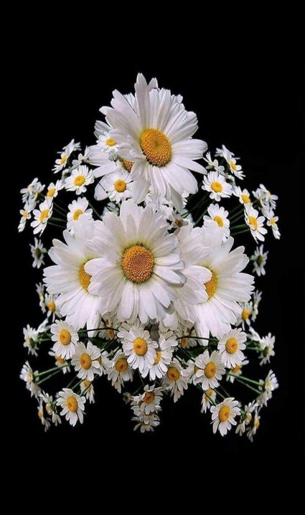 с ромашками