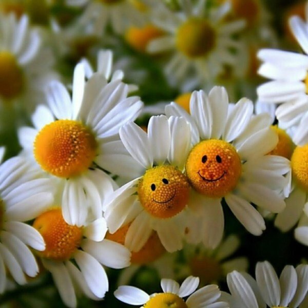 ромашковое счастье