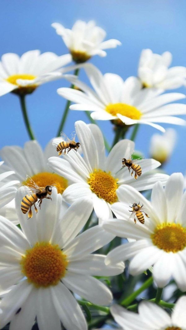 пчела на ромашке