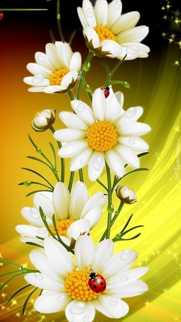 ромашки красиво