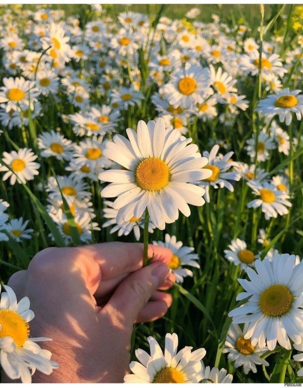 полевые цветы ромашки