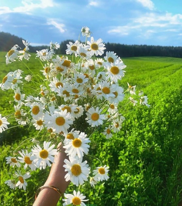 ромашковое поле