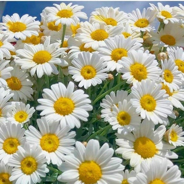 с ромашками