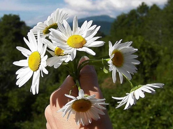 дарю ромашку