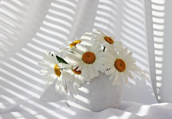 красивые ромашки