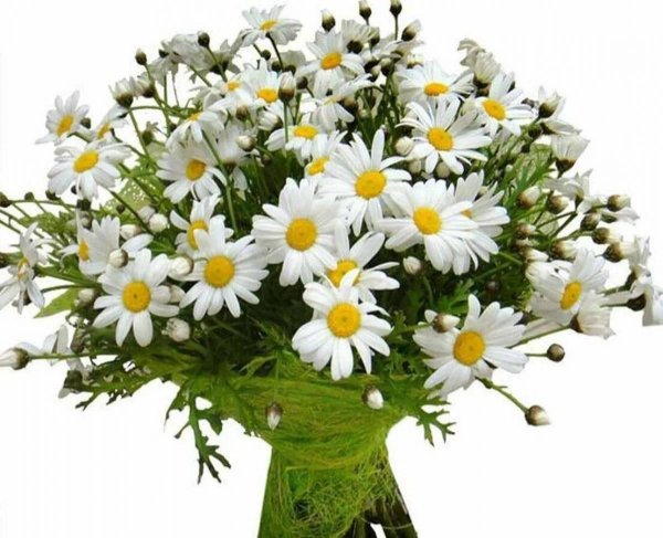 букетик ромашек