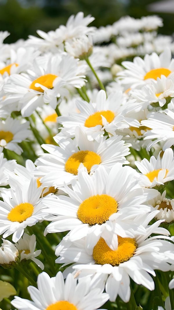 ромашковые поля