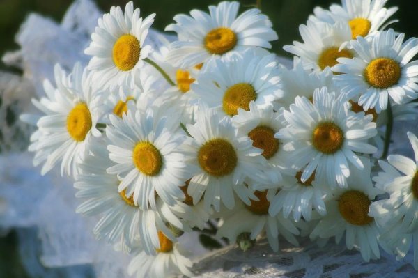 шикарные ромашки