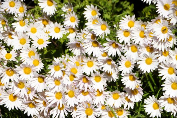 белые ромашки